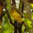 Bulbul à poitrine jaune