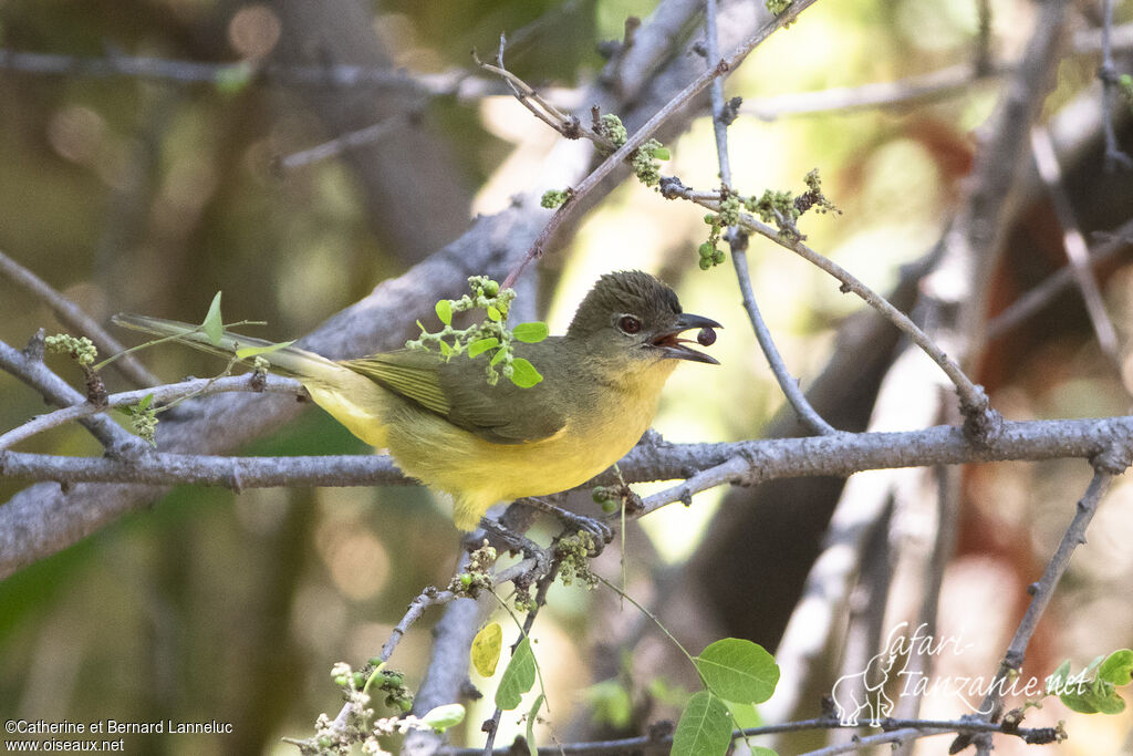 Bulbul à poitrine jauneadulte