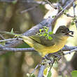 Bulbul à poitrine jaune