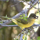 Bulbul à poitrine jaune