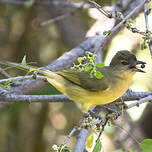 Bulbul à poitrine jaune