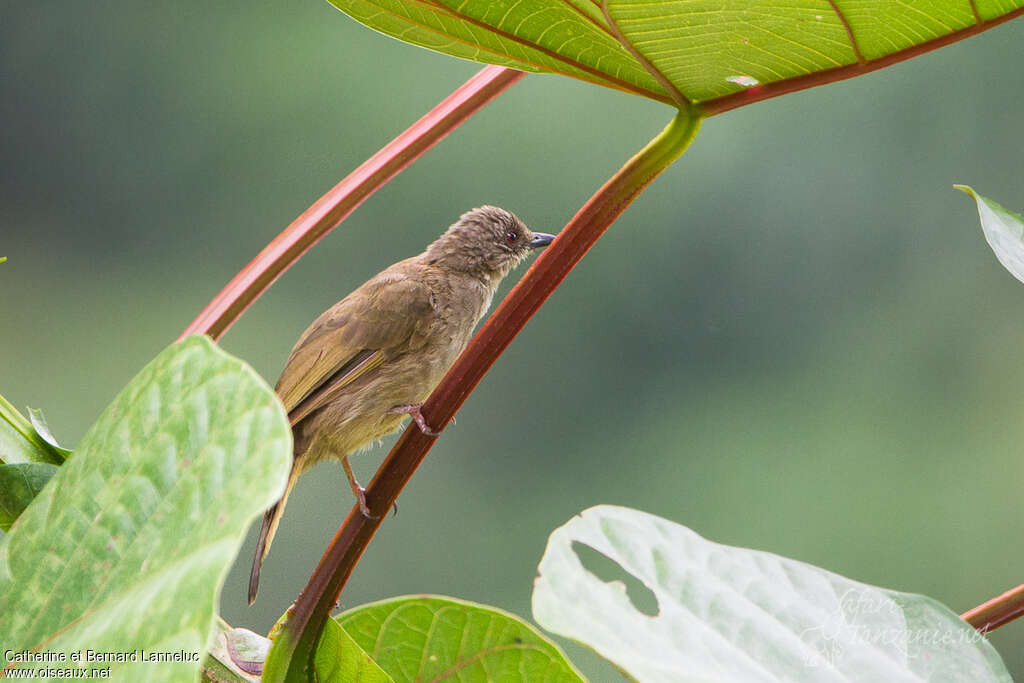 Bulbul aux yeux rouges, habitat, pigmentation