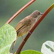 Bulbul aux yeux rouges