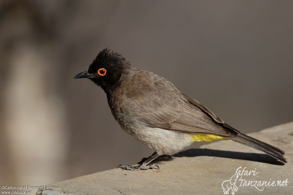 Bulbul brunoiradulte, identification