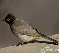 African Red-eyed Bulbul