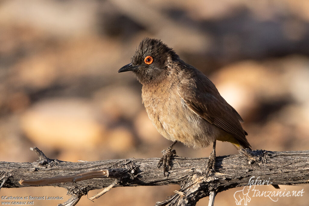 Bulbul brunoiradulte