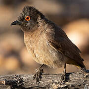 African Red-eyed Bulbul