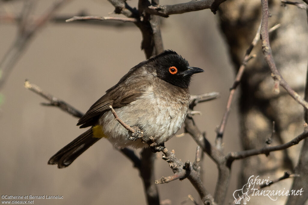 Bulbul brunoiradulte, identification