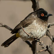 African Red-eyed Bulbul