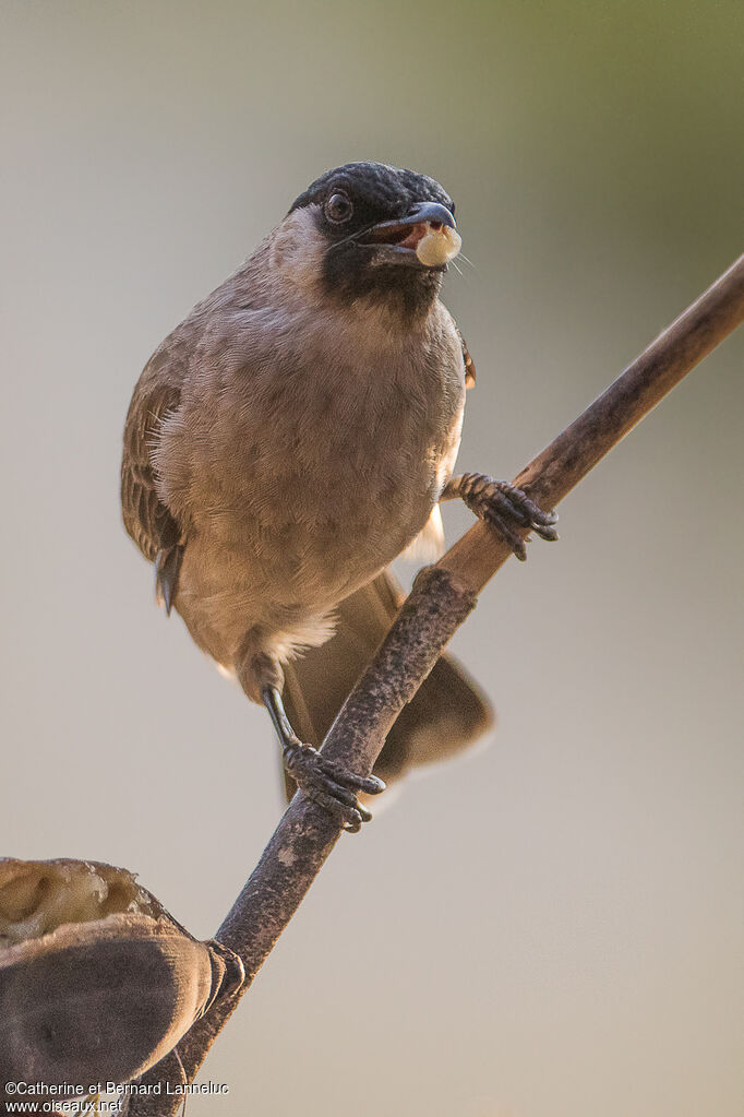 Bulbul cul-d'or