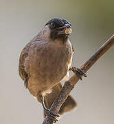 Sooty-headed Bulbul