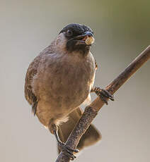 Bulbul cul-d'or