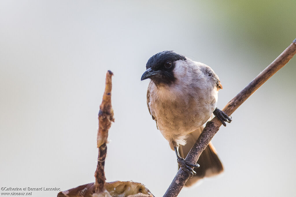 Bulbul cul-d'oradulte