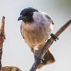 Bulbul cul-d'or