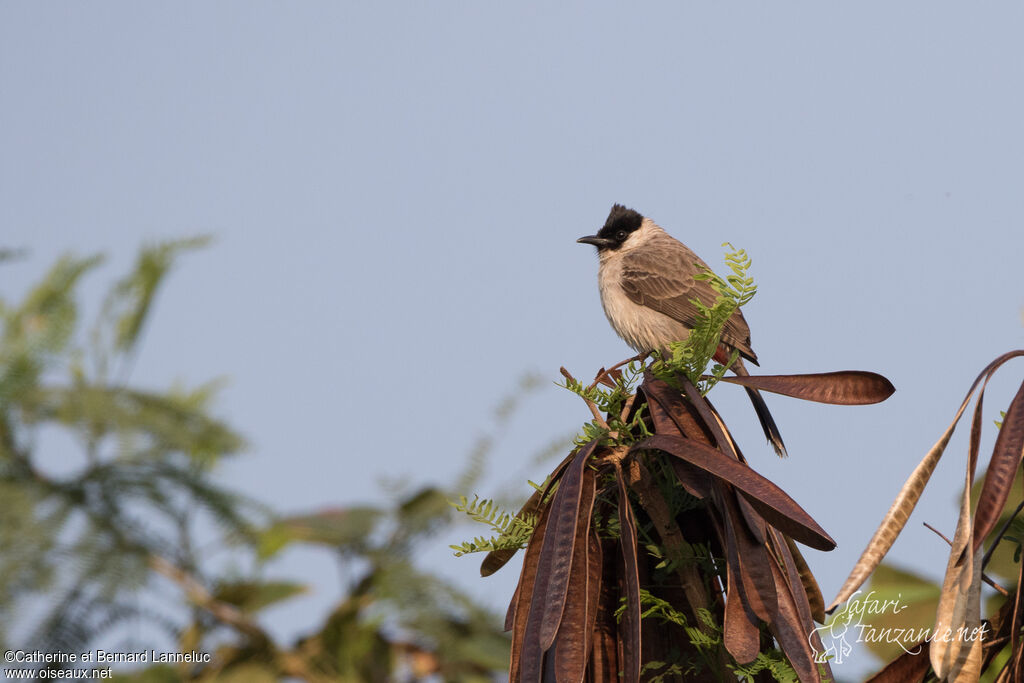 Sooty-headed Bulbuladult, habitat