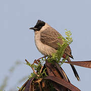 Sooty-headed Bulbul