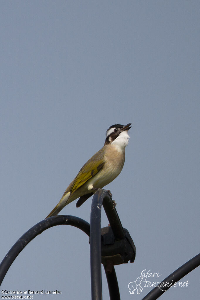 Bulbul de Chineadulte, chant