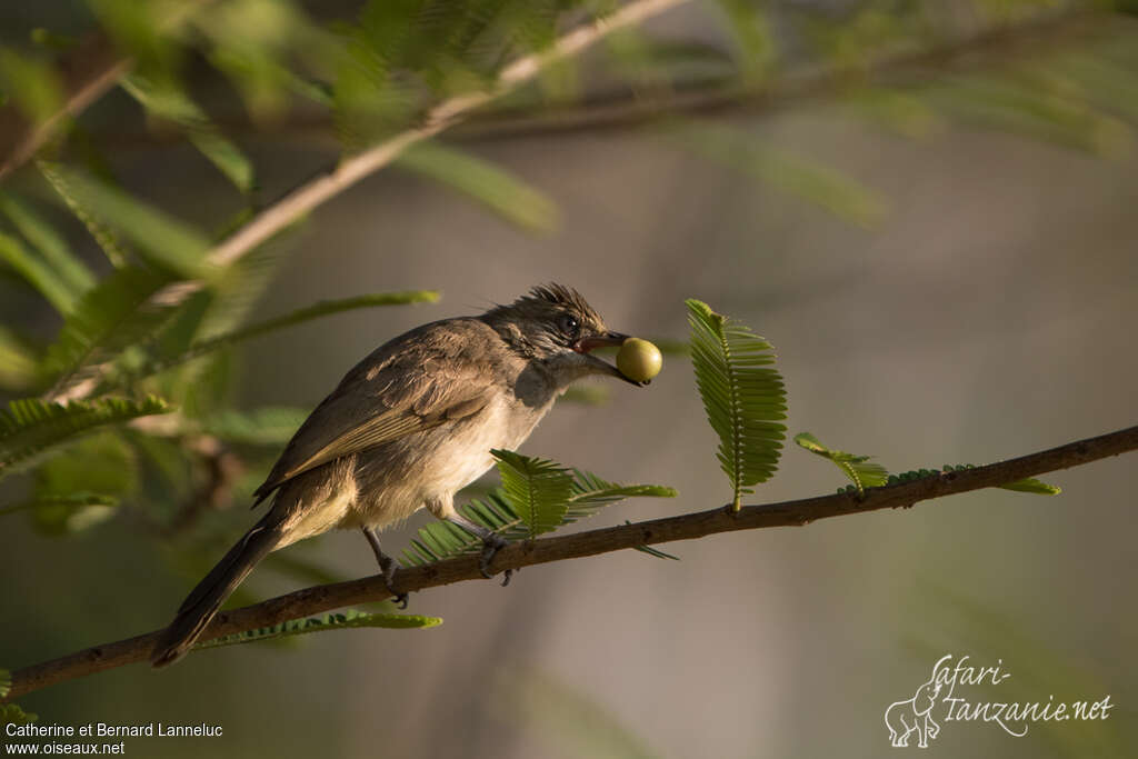 Bulbul de Conradadulte, régime