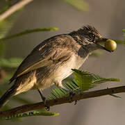 Streak-eared Bulbul