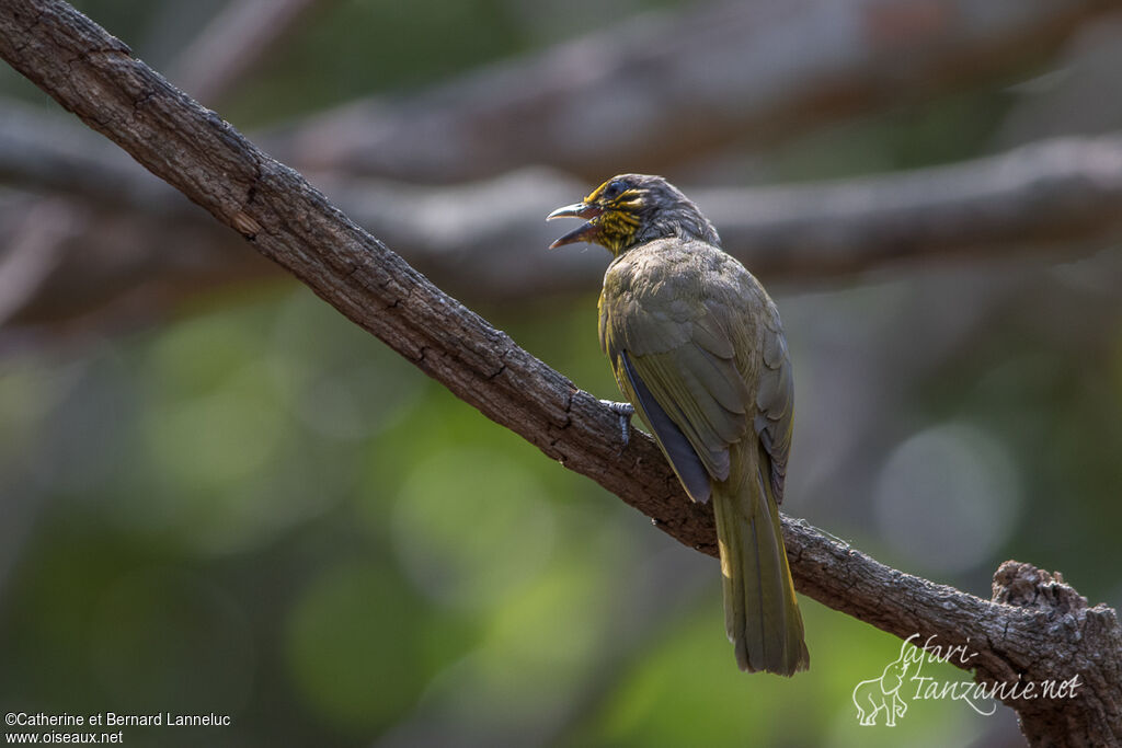 Stripe-throated Bulbuladult, identification