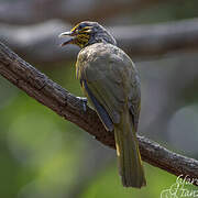 Stripe-throated Bulbul