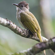 Mountain Bulbul