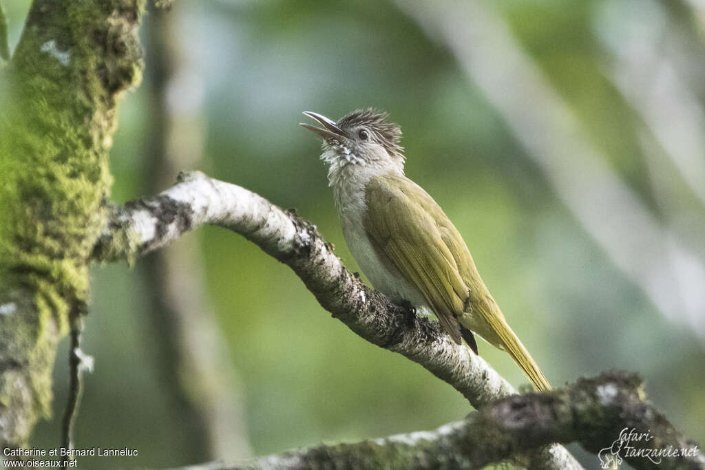 Bulbul de McClellandadulte, chant