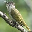 Bulbul de McClelland