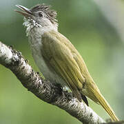 Mountain Bulbul