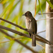 Bulbul des jardins