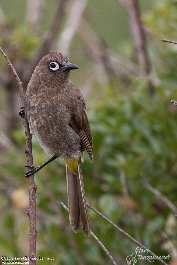 Bulbul du Capadulte, identification