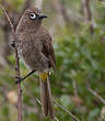 Bulbul du Cap