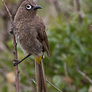 Bulbul du Cap