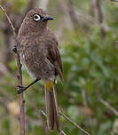 Bulbul du Cap