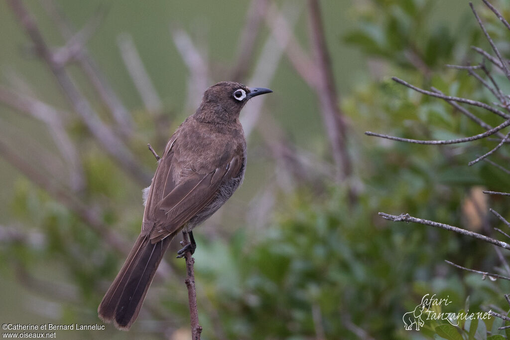 Bulbul du Capadulte, identification