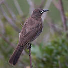Bulbul du Cap