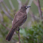 Bulbul du Cap