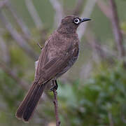 Cape Bulbul