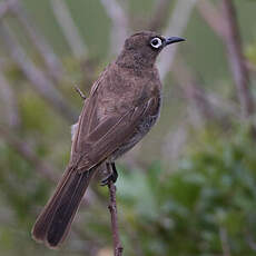 Bulbul du Cap