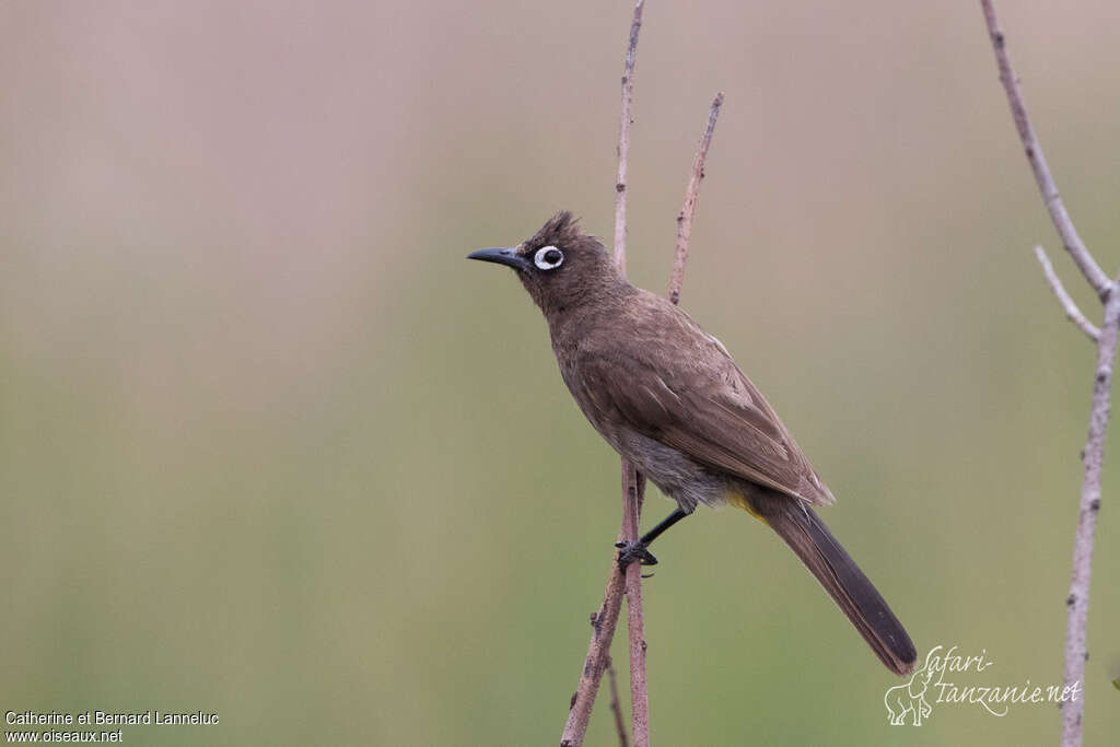 Bulbul du Capadulte, identification