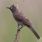 Cape Bulbul