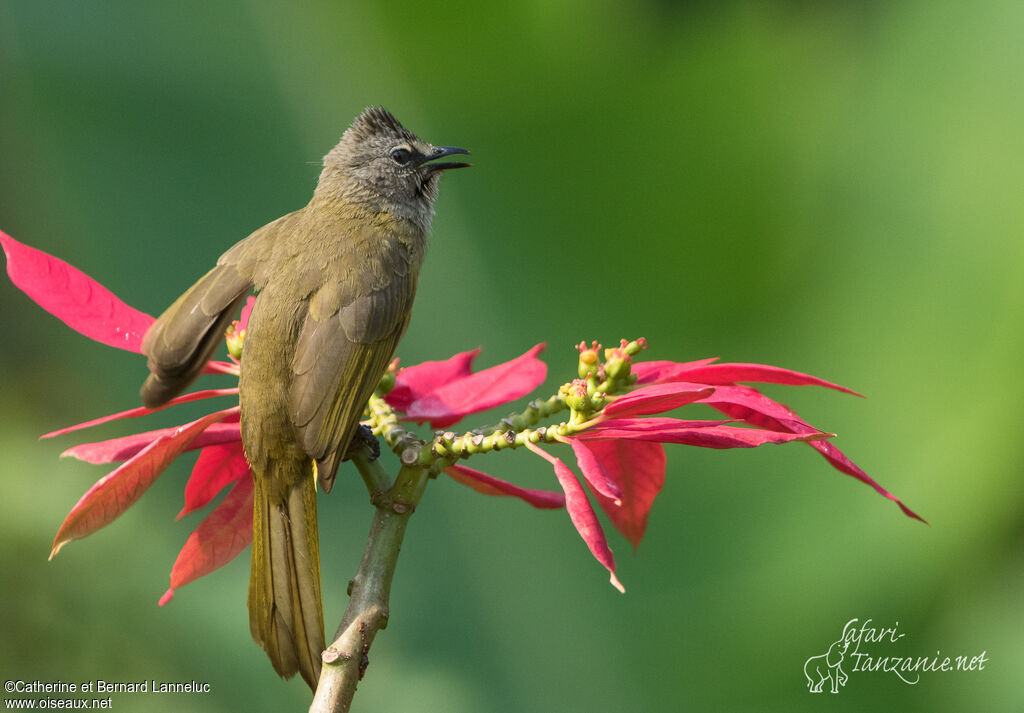 Bulbul flavescentadulte, habitat, Comportement