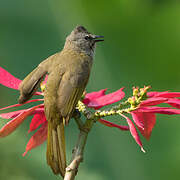 Flavescent Bulbul