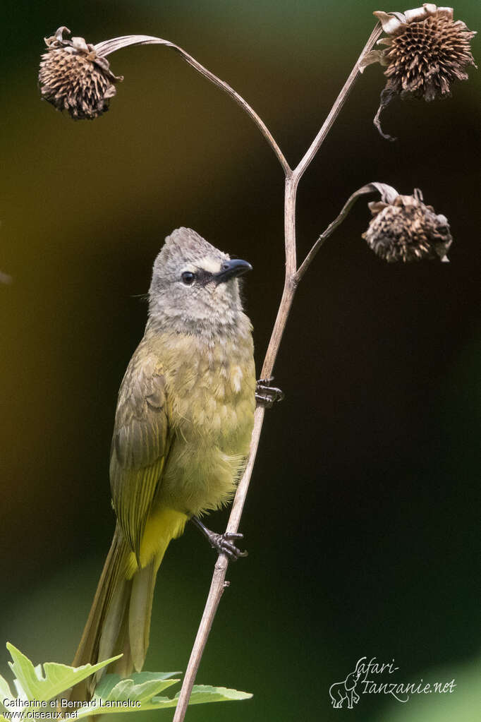 Flavescent Bulbuladult, identification