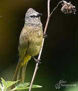 Flavescent Bulbul