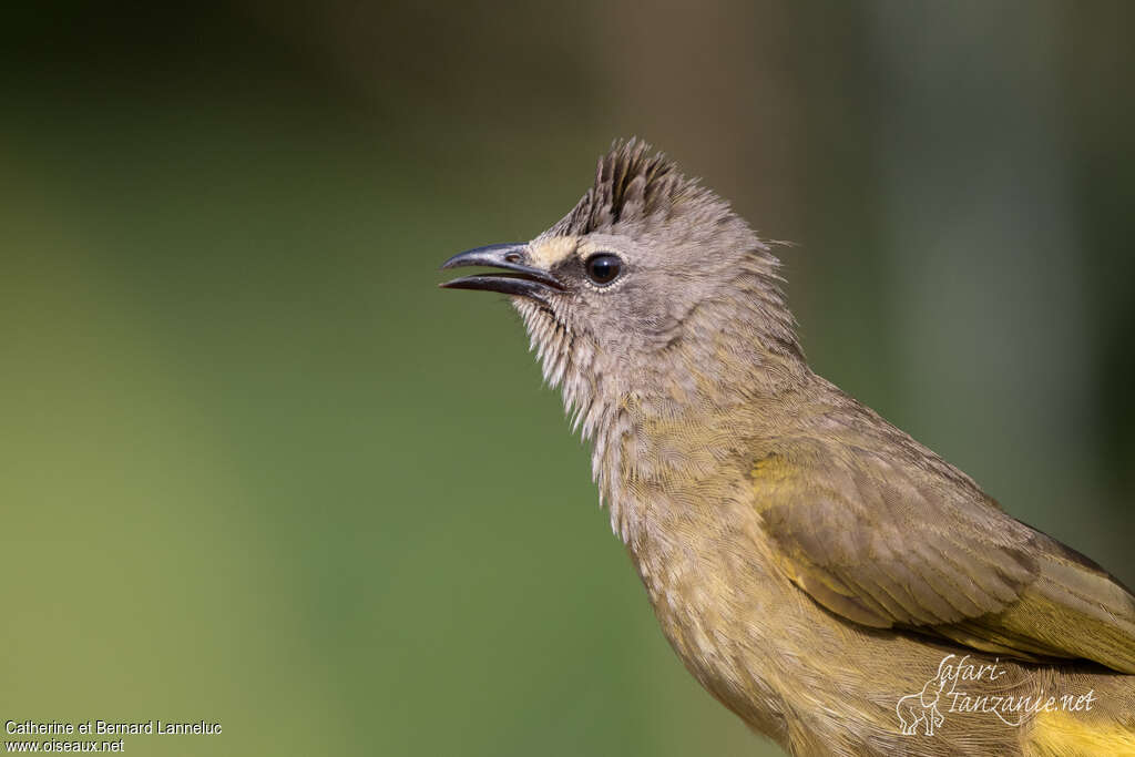 Flavescent Bulbuladult, close-up portrait, aspect