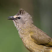 Flavescent Bulbul