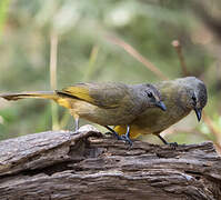 Flavescent Bulbul