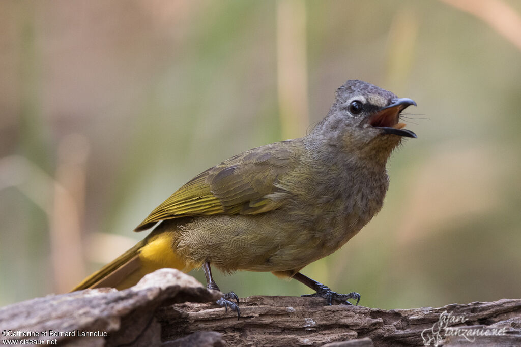 Bulbul flavescentadulte, Comportement