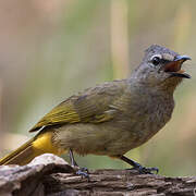 Flavescent Bulbul